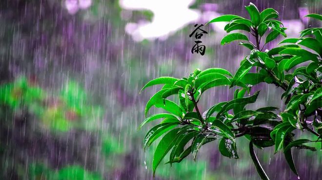 谷雨2.jpeg