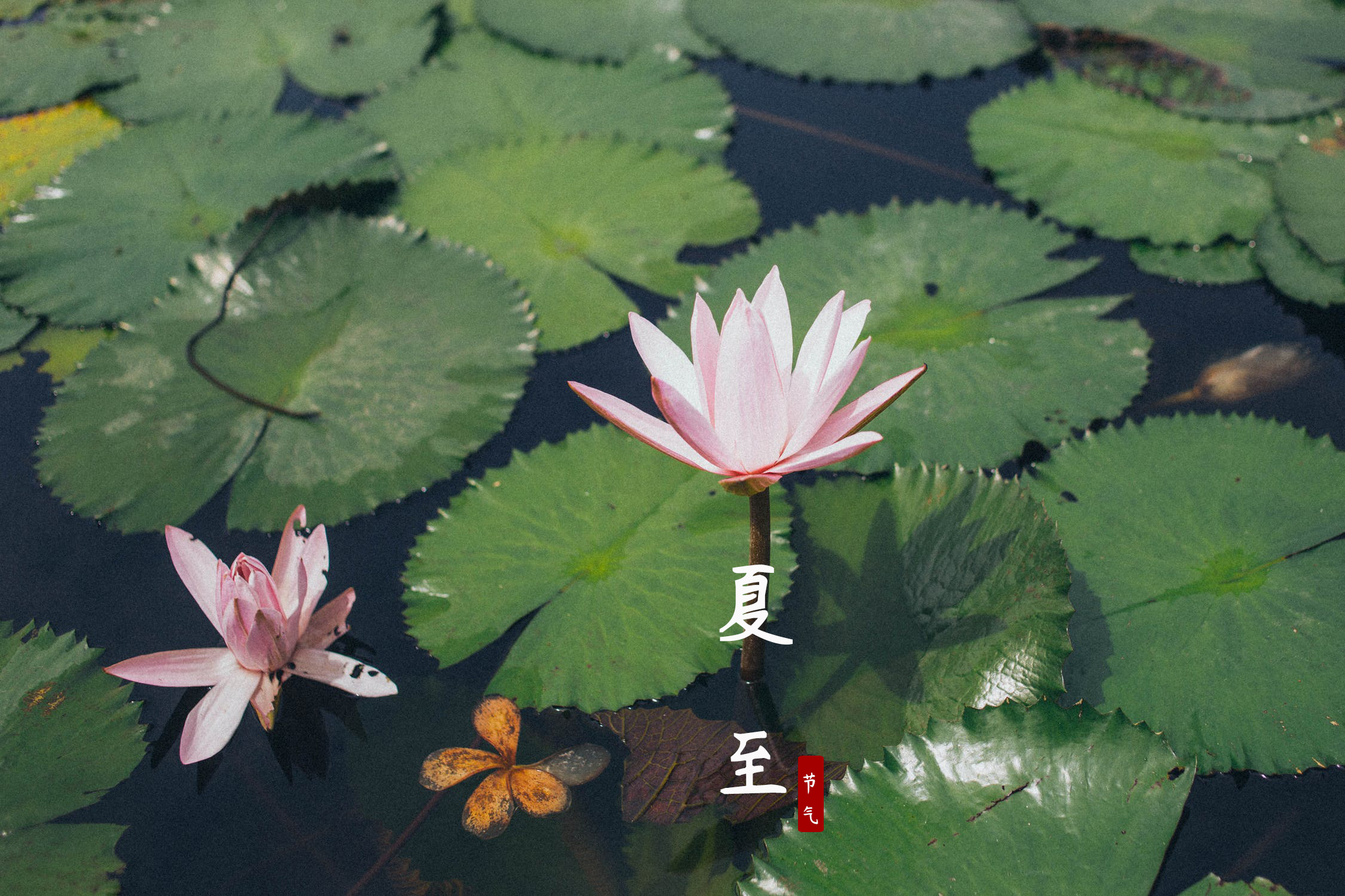 端午追夏至，携手迎盛夏1.jpeg