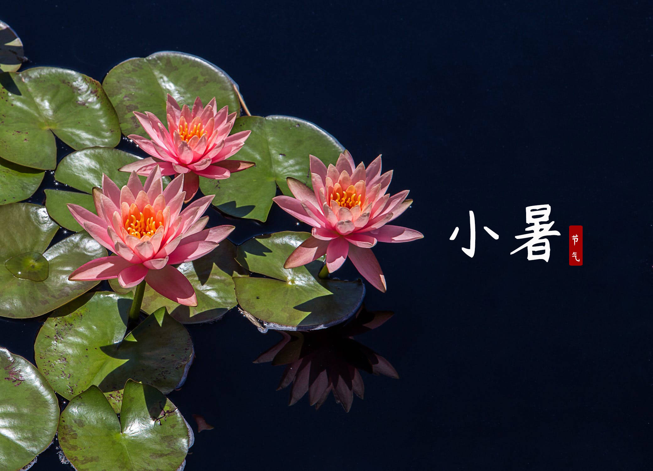 日小暑1.jpeg